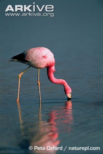 Flamingo Bird Diet Pellets