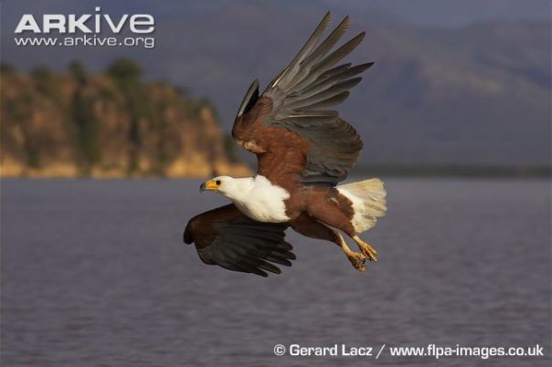 African-fish-eagle-in-flight-over-lake-fishing