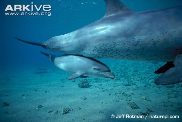 Common bottlenose dolphin calf
