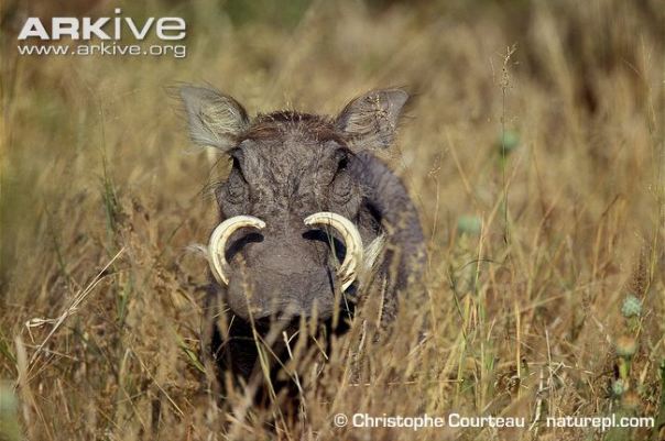Common-warthog-female-in-long-grass