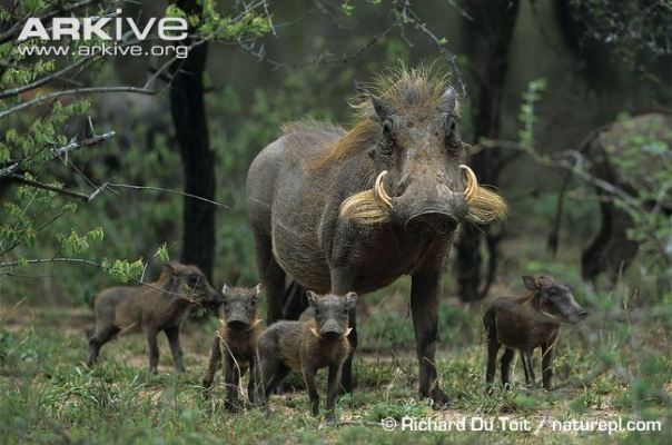 Common warthog female with young piglets
