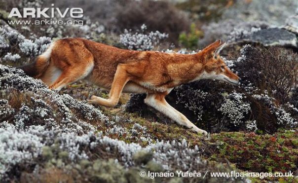 Ethiopian-wolf-hunting-prey