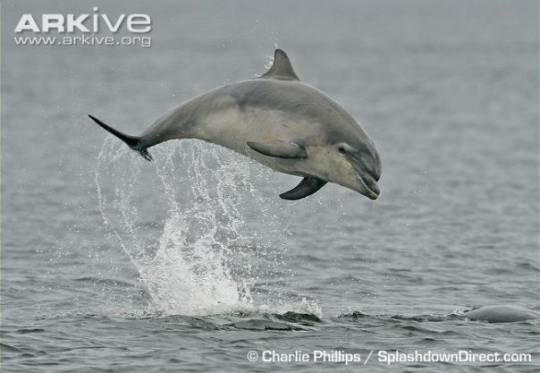 Young-bottlenose-dolphin-breaching