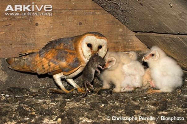 Barn owl feeding chicks