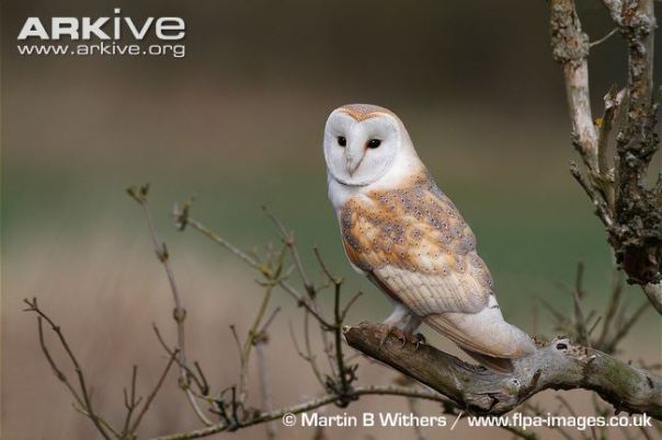 Male-barn-owl-perched