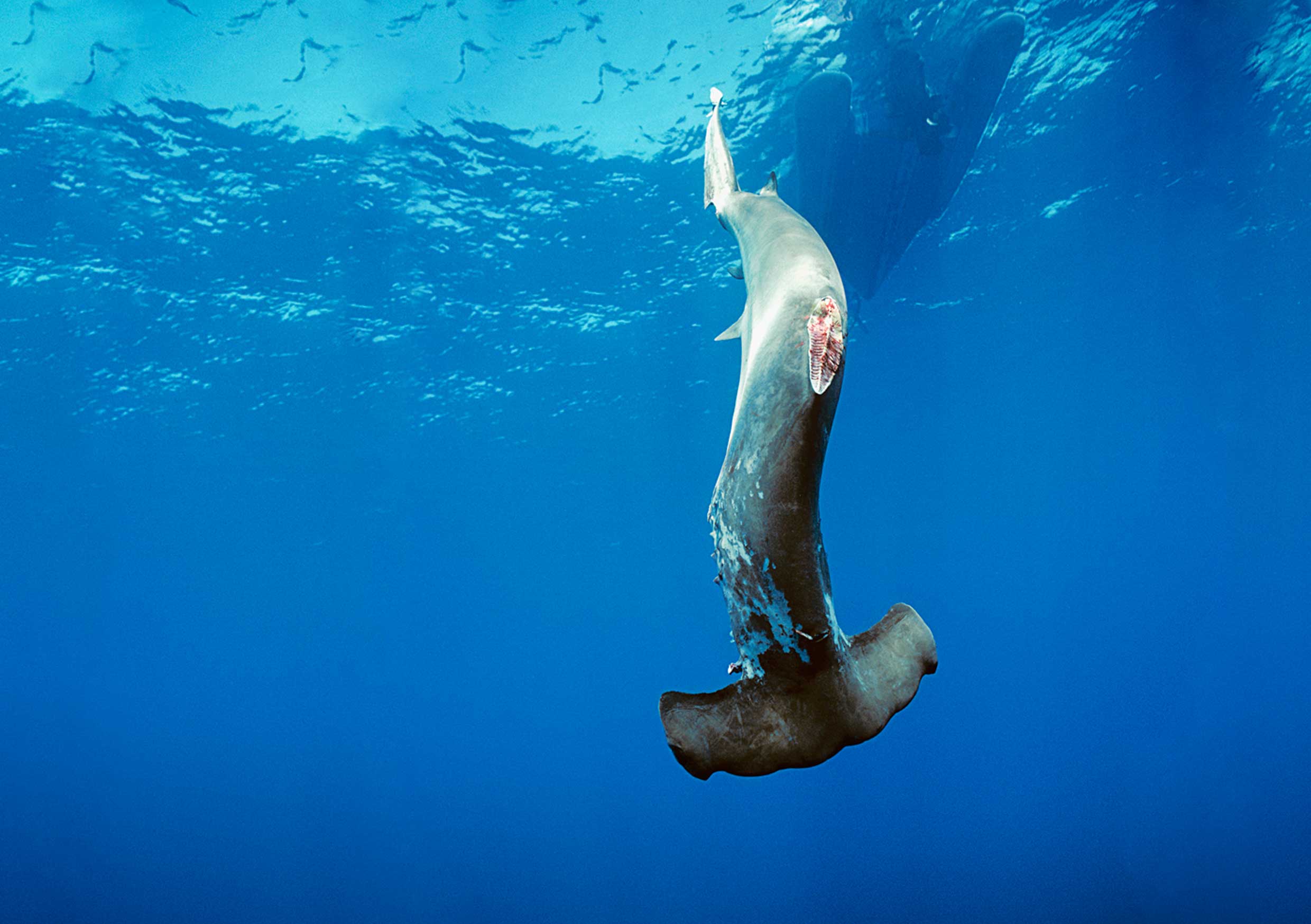 The end of shark finning? Impacts of declining catches and fin