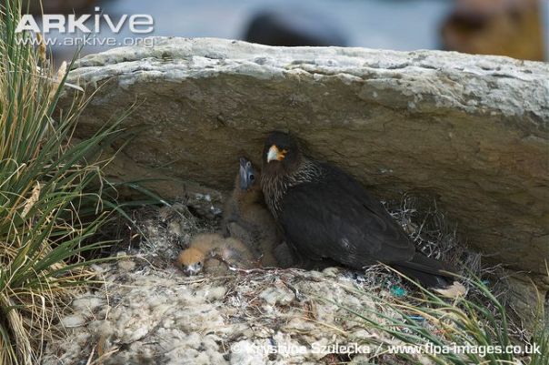 Striated-caracara-at-nest-with-chicks-in-rock-overhang